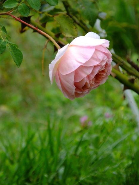 Abraham Darby 1 - 2017_09_Septembrie