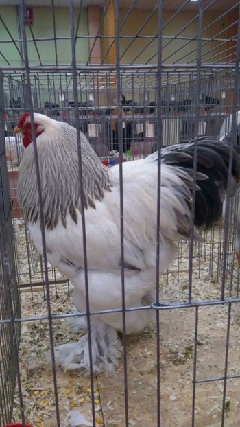 IMG-20171208-WA0046 - Expoziția Națională Bucureşti 2017