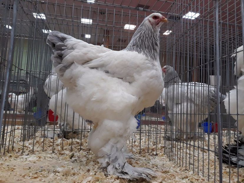 IMG-20171208-WA0005 - Expoziția Națională Bucureşti 2017