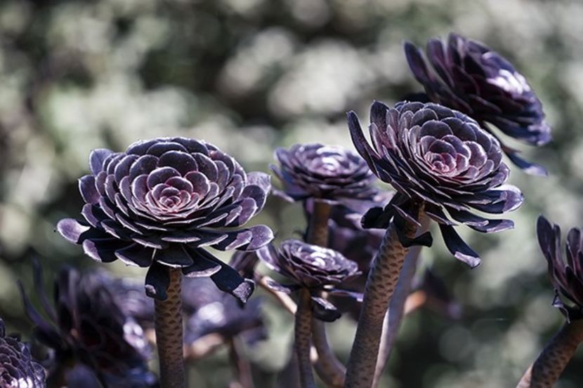 Aeonium schwarzkopf - achizitionat - Whish list pentru viata urmatoare1