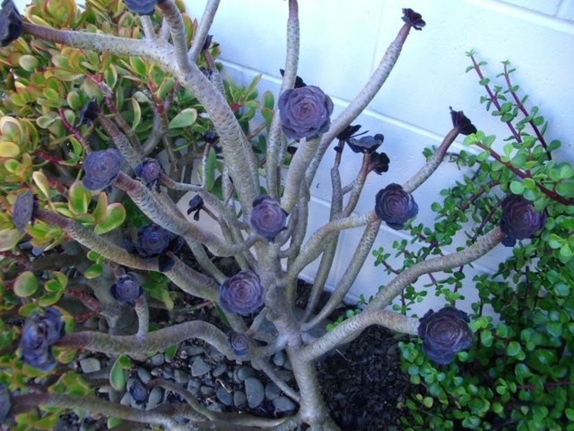 Aeonium schwarzkopf - achizitionat - Whish list pentru viata urmatoare1