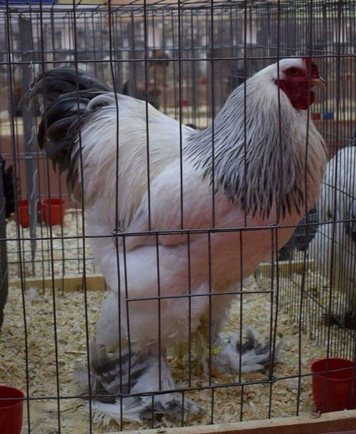  - Expoziția Națională Brahma Cochin Club Romania Bucureşti 2017