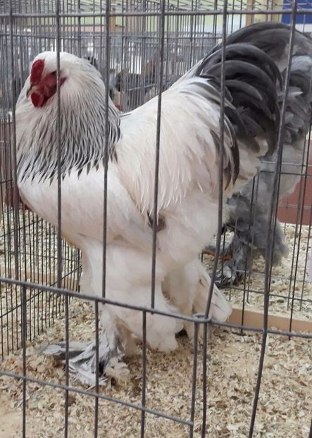  - Expoziția Națională Brahma Cochin Club Romania Bucureşti 2017