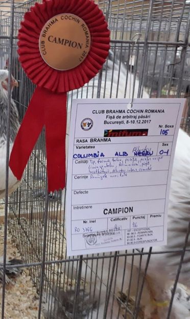  - Expoziția Națională Brahma Cochin Club Romania Bucureşti 2017