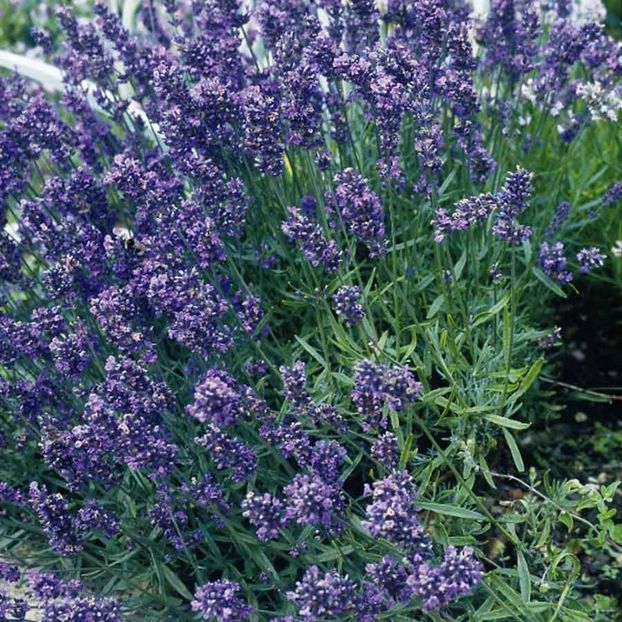 Seminte de Lavanda Mustead - 10,9 lei - SEMINTE DE PLANTE AROMATICE