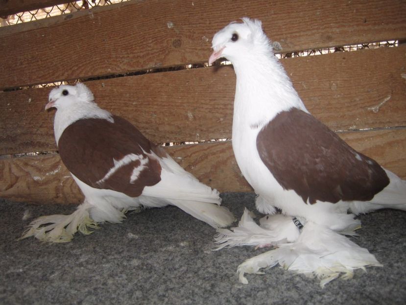  - SAXONI SCUT dublu mot-Sachsische schildtaube doppelkuppig