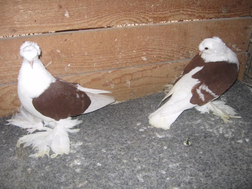  - SAXONI SCUT dublu mot-Sachsische schildtaube doppelkuppig