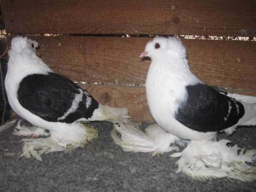  - SAXONI SCUT dublu mot-Sachsische schildtaube doppelkuppig
