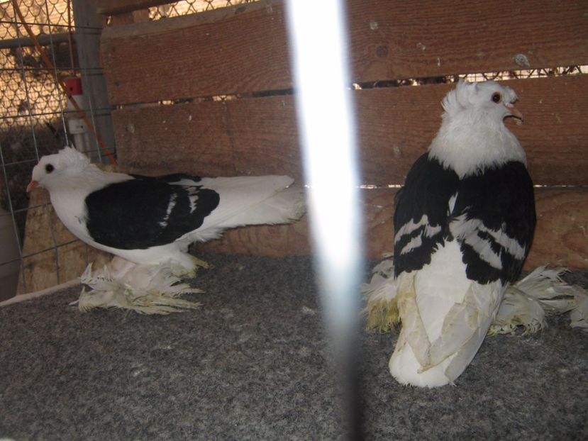  - SAXONI SCUT dublu mot-Sachsische schildtaube doppelkuppig