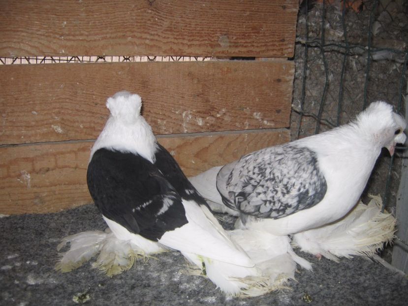  - SAXONI SCUT dublu mot-Sachsische schildtaube doppelkuppig