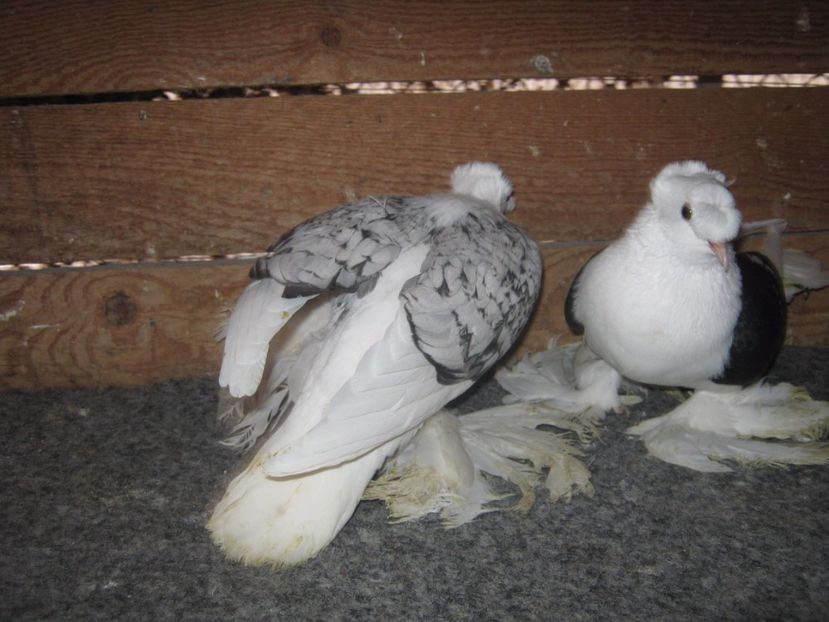  - SAXONI SCUT dublu mot-Sachsische schildtaube doppelkuppig