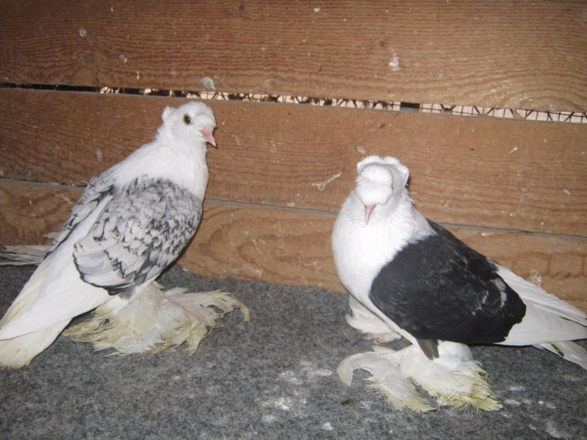  - SAXONI SCUT dublu mot-Sachsische schildtaube doppelkuppig
