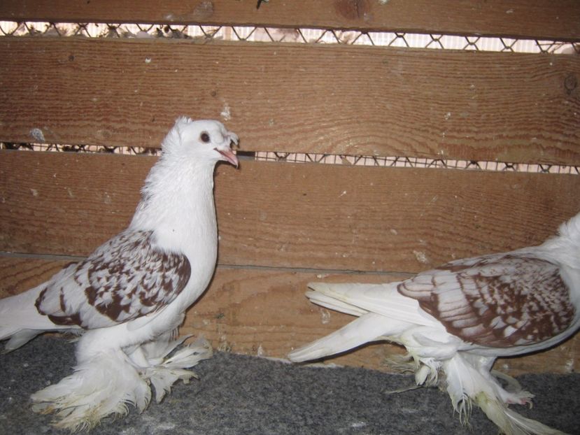  - SAXONI SCUT dublu mot-Sachsische schildtaube doppelkuppig