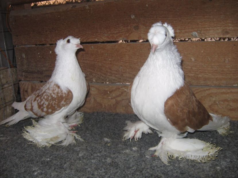  - SAXONI SCUT dublu mot-Sachsische schildtaube doppelkuppig