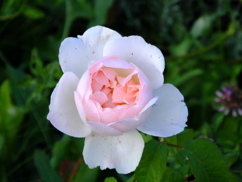 Sharifa Asma - 2017_10_Octombrie