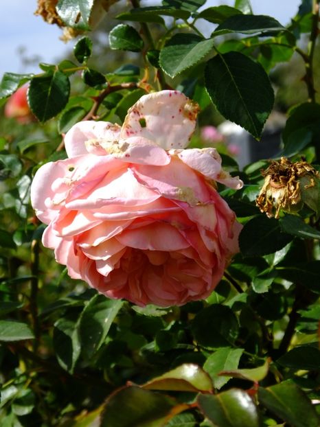 Abraham Darby 1 - 2017_10_Octombrie