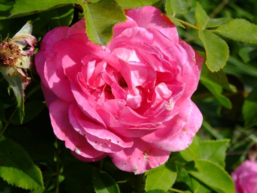 Mrs John Laing - 2017_10_Octombrie