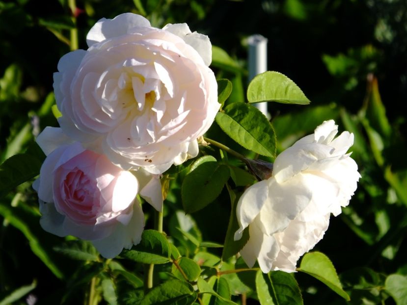 Sharifa Asma - 2017_10_Octombrie