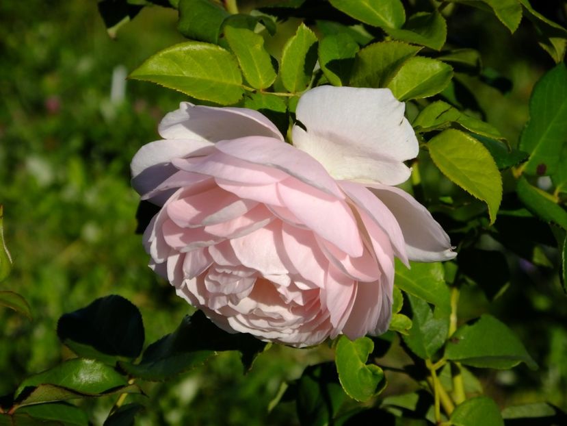 Heritage - 2017_10_Octombrie