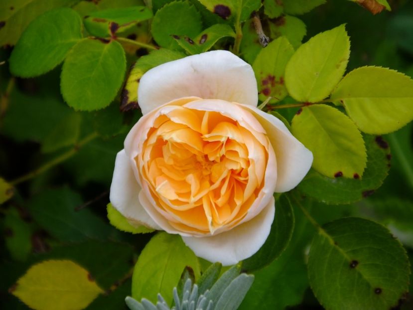 Jayne Austin - 2017_10_Octombrie