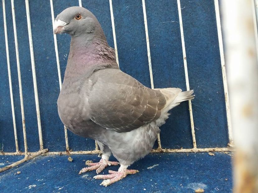 de vibzare - Album pentru UCU