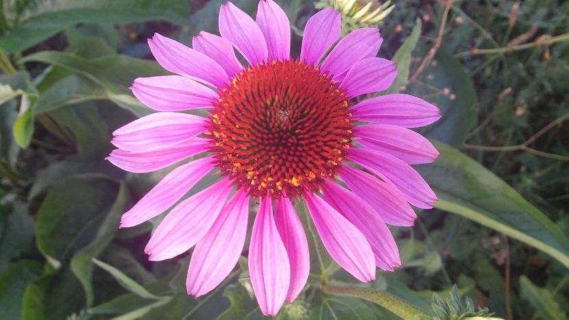 Echinacea Purpurea - PLANTE DE VANZARE 2018