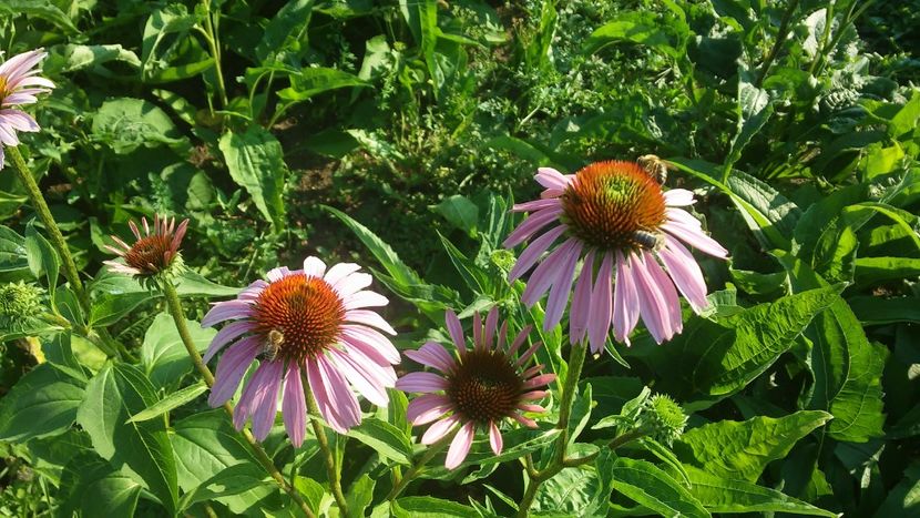 Echinacea Purpurea - PLANTE DE VANZARE 2018