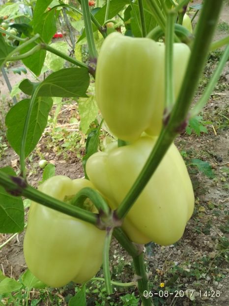 ARDEI APOLLO F1 (1) - ARDEI APOLLO F1