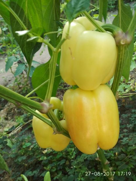 ARDEI APOLLO F1 (5) - ARDEI APOLLO F1