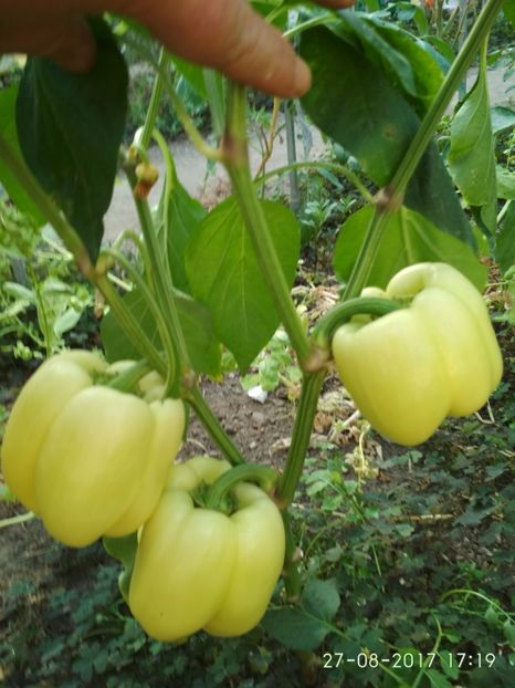 ARDEI APOLLO F1 (6) - ARDEI APOLLO F1