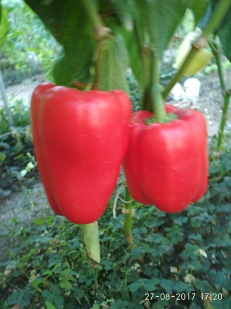 ARDEI APOLLO F1 (8) - ARDEI APOLLO F1