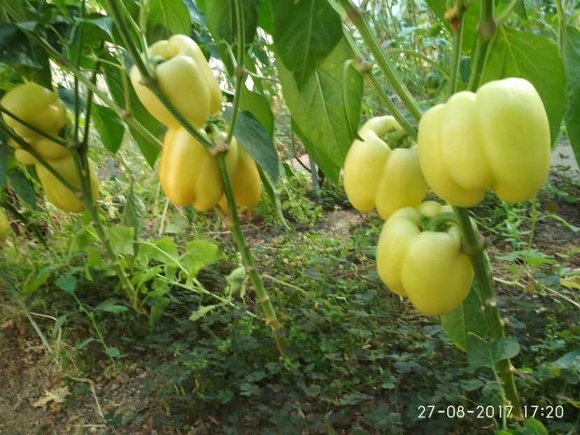 ARDEI APOLLO F1 (10) - ARDEI APOLLO F1