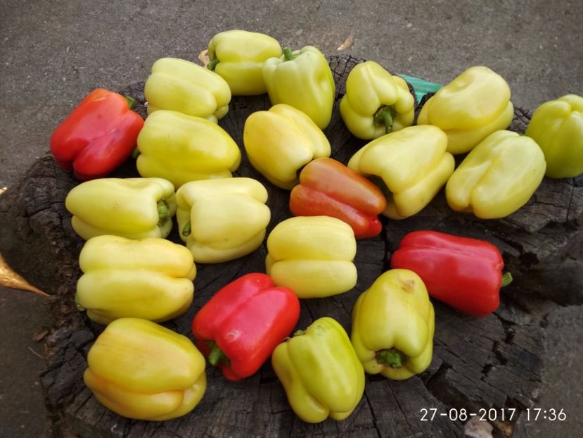 ARDEI APOLLO F1 (11) - ARDEI APOLLO F1