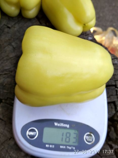 ARDEI APOLLO F1 (12) - ARDEI APOLLO F1