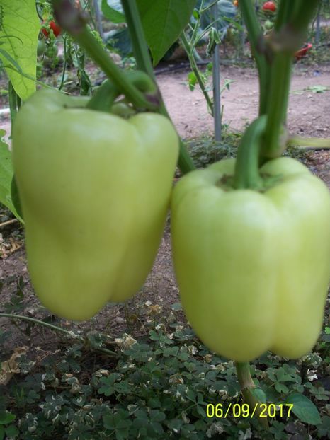 ARDEI APOLLO F1 (15) - ARDEI APOLLO F1