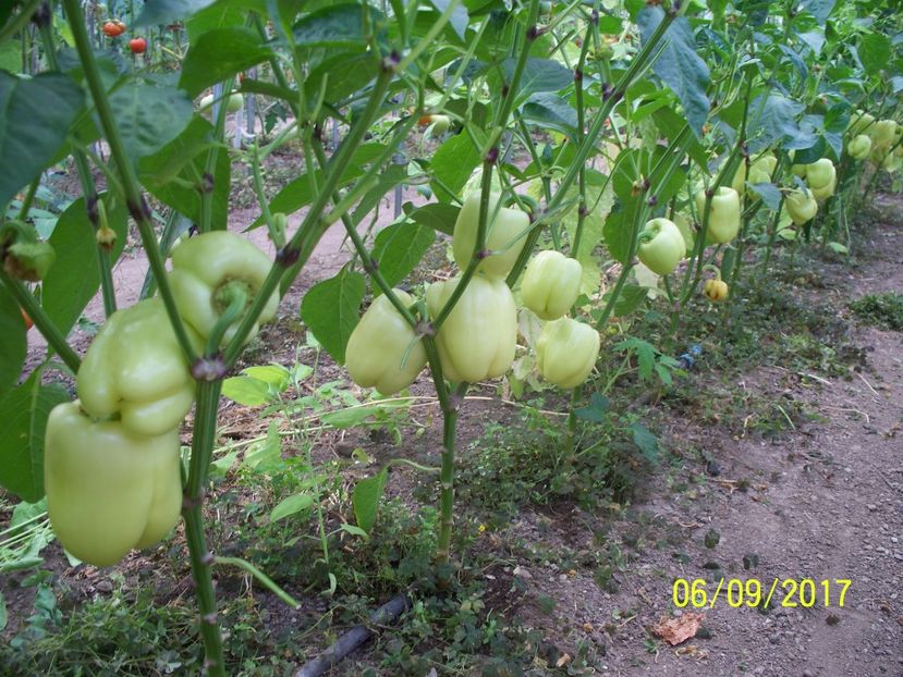 ARDEI APOLLO F1 (16) - ARDEI APOLLO F1