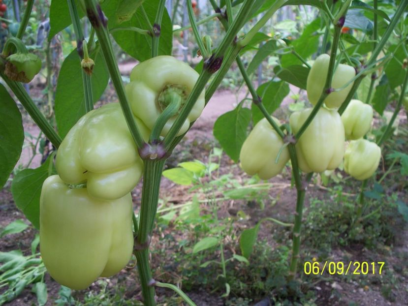 ARDEI APOLLO F1 (17) - ARDEI APOLLO F1