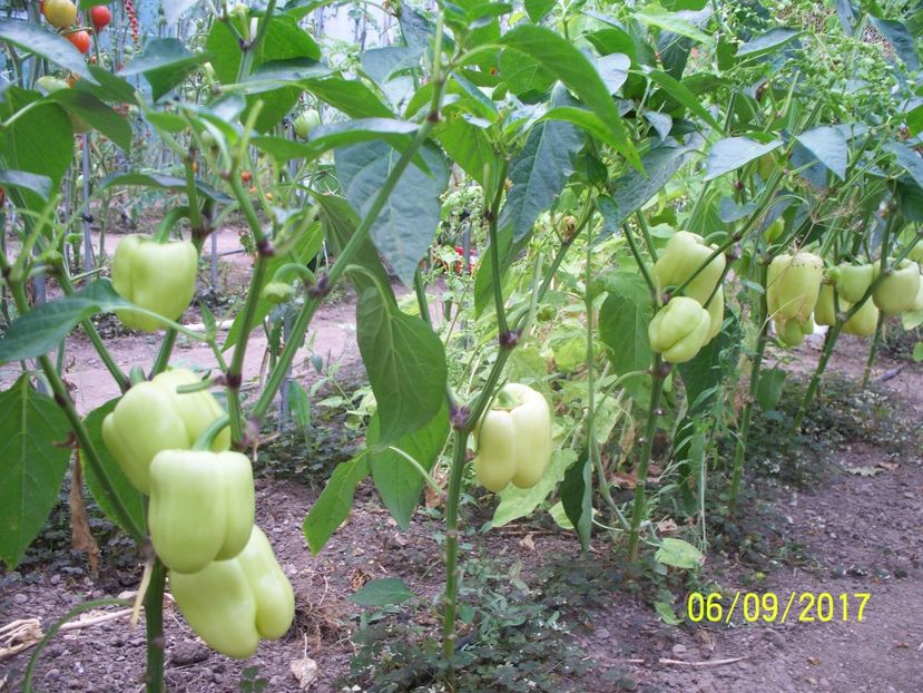 ARDEI APOLLO F1 (18) - ARDEI APOLLO F1