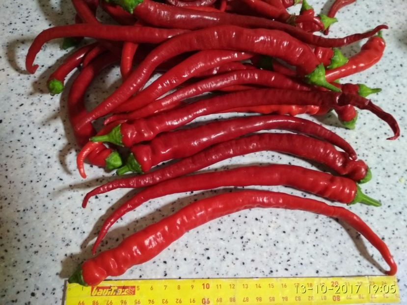 ARDEI BG.COPȚI - ARDEI BULGĂREȘTI 2017