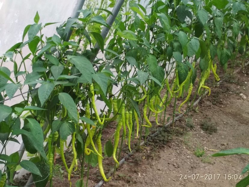 ARDEI BULGAREȘTI (2) - ARDEI BULGĂREȘTI 2017