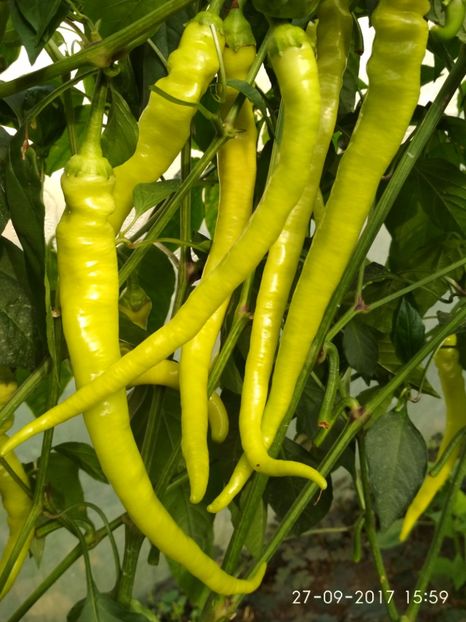 ARDEI BULGAREȘTI (4) - ARDEI BULGĂREȘTI 2017