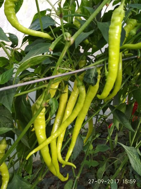 ARDEI BULGAREȘTI (7) - ARDEI BULGĂREȘTI 2017