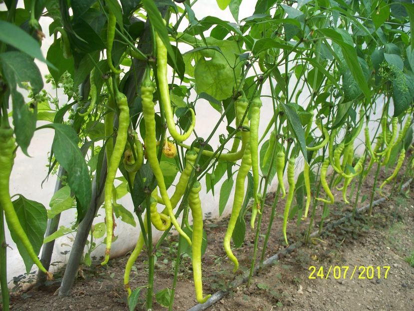 ARDEI BULGAREȘTI (8) - ARDEI BULGĂREȘTI 2017