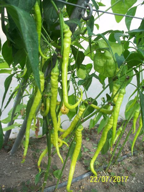 ARDEI BULGAREȘTI (9) - ARDEI BULGĂREȘTI 2017