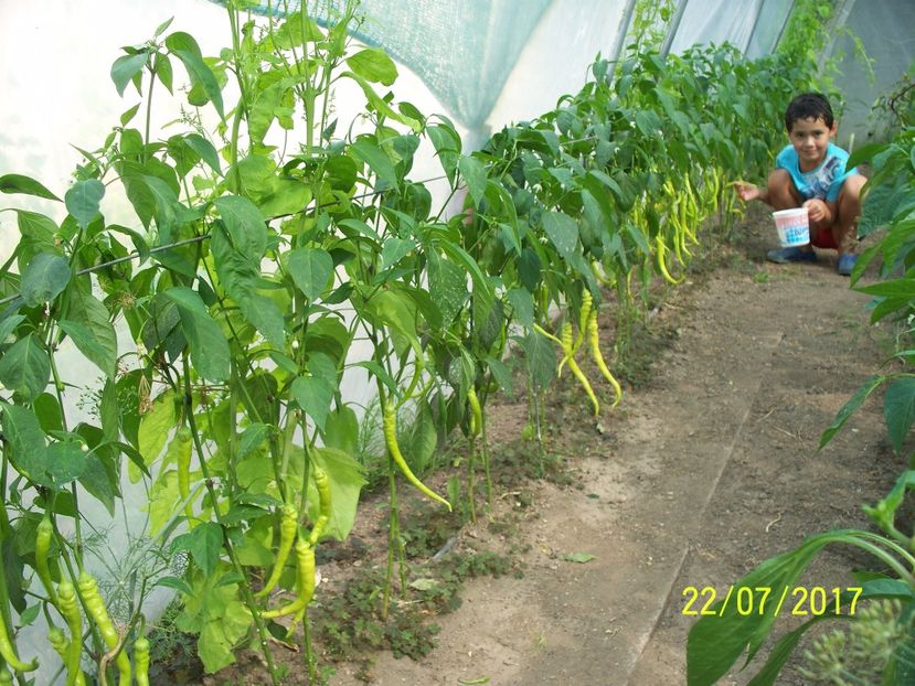 ARDEI BULGAREȘTI (10) - ARDEI BULGĂREȘTI 2017