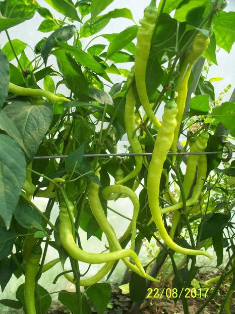 ARDEI BULGĂREȘTI - ARDEI BULGĂREȘTI 2017