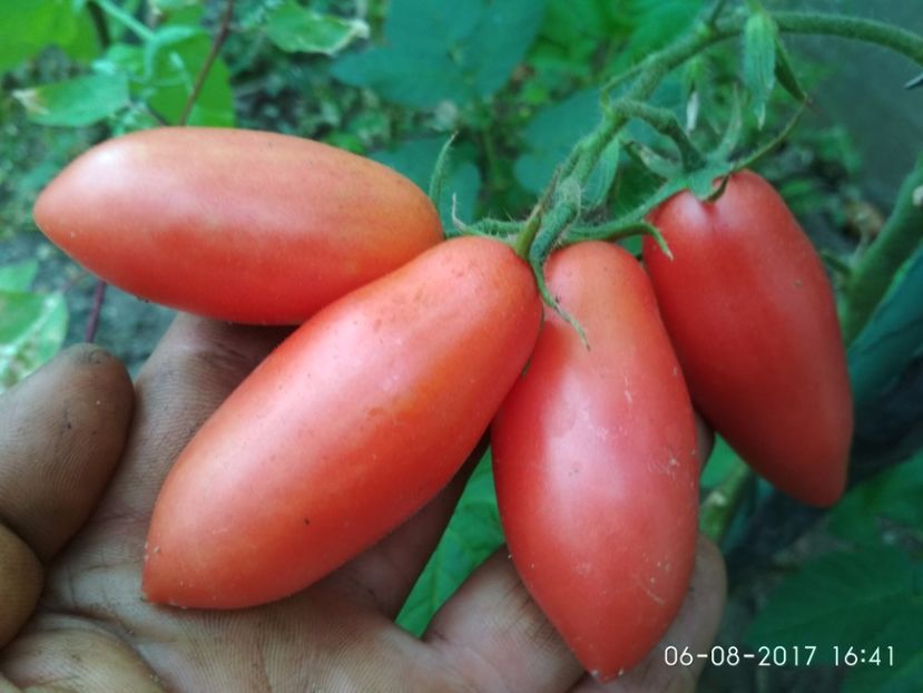 BANANA PINK (2) - BANANA PINK KOREA 2016-2017