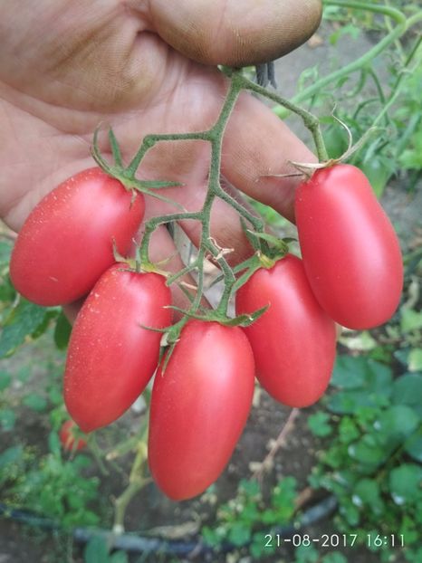 BANANA PINK - BANANA PINK KOREA 2016-2017