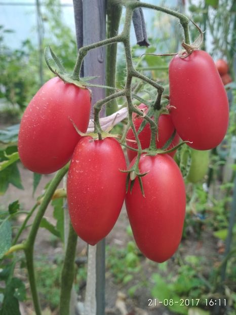 BANANA PINK - BANANA PINK KOREA 2016-2017