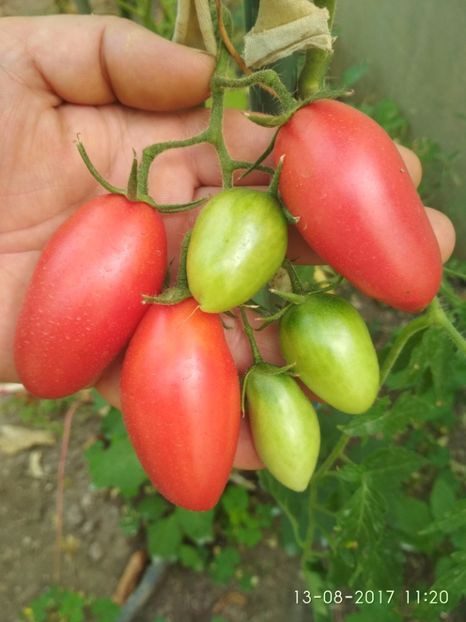 BANANA PINK - BANANA PINK KOREA 2016-2017